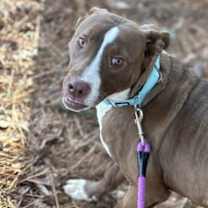 Thumbnail photo of Ham #4