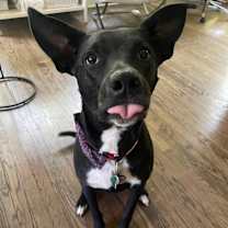 Thumbnail photo of Mallomar #1