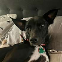 Thumbnail photo of Mallomar #2