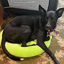 Thumbnail photo of Mallomar #3