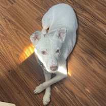 Thumbnail photo of K-Pop #4