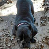 Thumbnail photo of Penelope #2