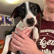 Thumbnail photo of Plum #2