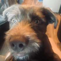 Thumbnail photo of DANNY BOY #3