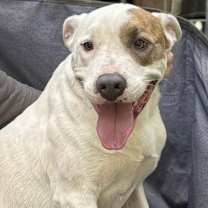 Thumbnail photo of Tiger #1