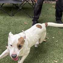 Thumbnail photo of Tiger #2