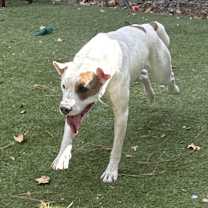 Thumbnail photo of Tiger #3