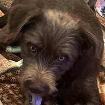 Thumbnail photo of DANNY BOY #4