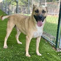 Thumbnail photo of Royce #1