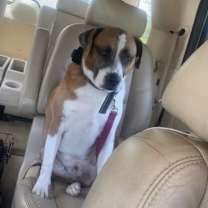 Thumbnail photo of Bama #2