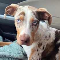 Thumbnail photo of Ziggy #2