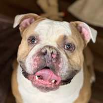 Thumbnail photo of Guapo #1