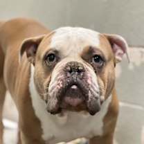 Thumbnail photo of Guapo #2