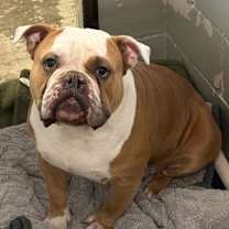 Thumbnail photo of Guapo #3