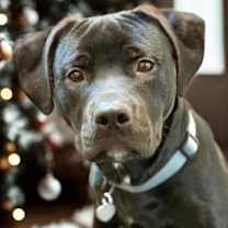 Thumbnail photo of Rocky #1