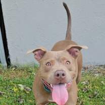 Thumbnail photo of Olive #2