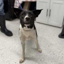 Thumbnail photo of Oreo McFlurry #2