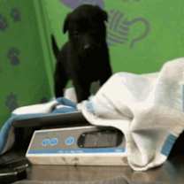 Thumbnail photo of Agostino / Dawn #1