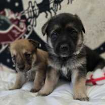 Thumbnail photo of Agnewe / Daleyza #1