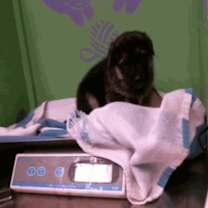 Thumbnail photo of Agnewe / Daleyza #2