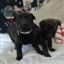 Thumbnail photo of Abramov / Dallas #1