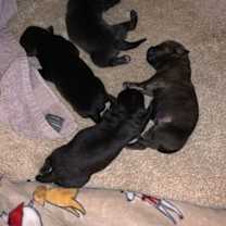 Thumbnail photo of Terbenche / Bear #2