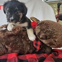 Thumbnail photo of Pumpkin #2