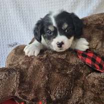 Thumbnail photo of Razzleberry #2