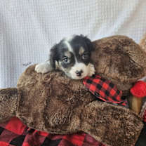 Thumbnail photo of Razzleberry #3