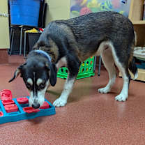 Thumbnail photo of Linus #2