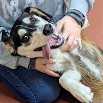 Thumbnail photo of Linus #3