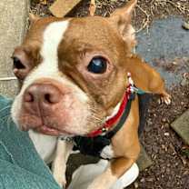 Thumbnail photo of Shadow Man McConnell-3862 Gainesville, GA #3