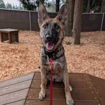 Thumbnail photo of Sorcha - located in WA #4