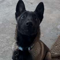 Thumbnail photo of Koko Bean - located in OR #2