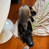 Thumbnail photo of Koko Bean - located in OR #4