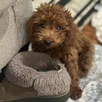 Thumbnail photo of Rudolph #1