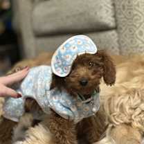 Thumbnail photo of Rudolph #4