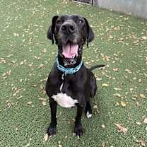 Thumbnail photo of Maevis #1