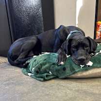 Thumbnail photo of Maevis #2