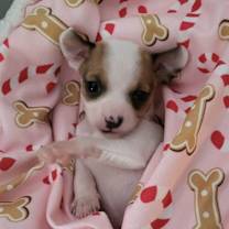 Thumbnail photo of Fruity Sisters : Cherry #2