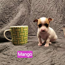 Thumbnail photo of Fruity Sisters : Mango #2