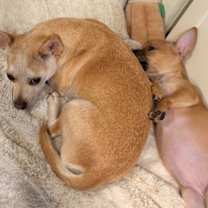 Thumbnail photo of Lizzie #1