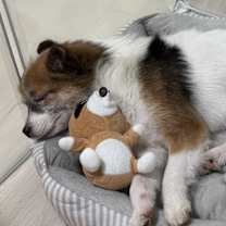 Thumbnail photo of Kobi #2