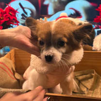 Thumbnail photo of Kobi #4