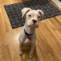 Thumbnail photo of Perlina #1