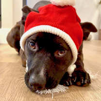 Thumbnail photo of Sarah Jessica Barker #1