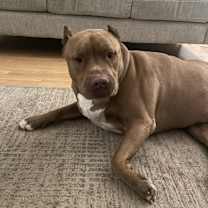 Thumbnail photo of Stella #1