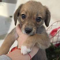 Thumbnail photo of *A Holiday Litter* L #1