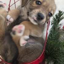 Thumbnail photo of *A Holiday Litter* L #2