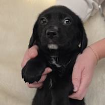 Thumbnail photo of *A Holiday Litter* J #1